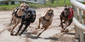การแข่ง Greyhound ที่สนามแข่ง Wolverhampton ใกล้เข้ามาก่อนการเปิดให้บริการในฤดูใบไม้ร่วง